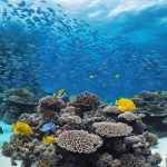 Plongée à Cozumel