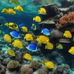 poissons tahiti