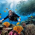 Plongéeet découverte de la vie marine à la République dominicaine