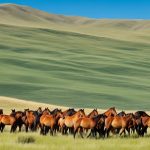 Parc National de Khustain Nuruu