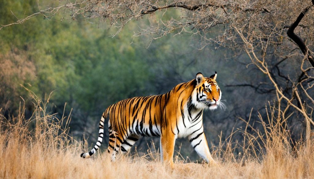 observation des animaux à Ranthambore