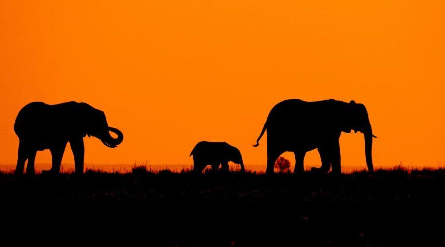 Le guide complet pour les précautions sanitaires avant un voyage en Afrique Quelles précautions sanitaires avant un voyage en Afrique ?